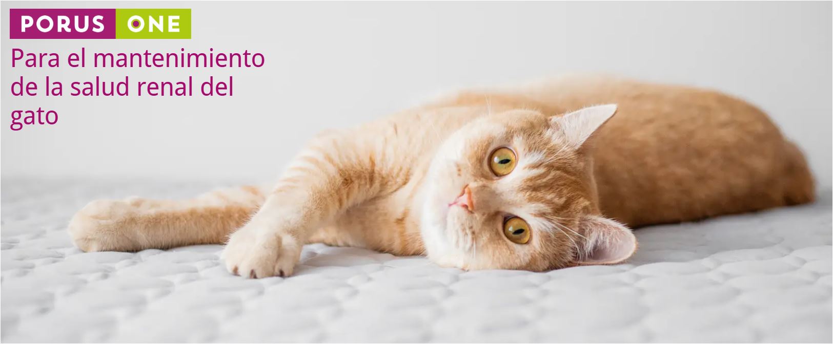Dechra Porus One Para Gatos Salud Renal 30sobres X 500mg C/u - Imagen 5