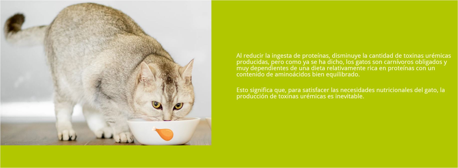 Dechra Porus One Para Gatos Salud Renal 30sobres X 500mg C/u - Imagen 3
